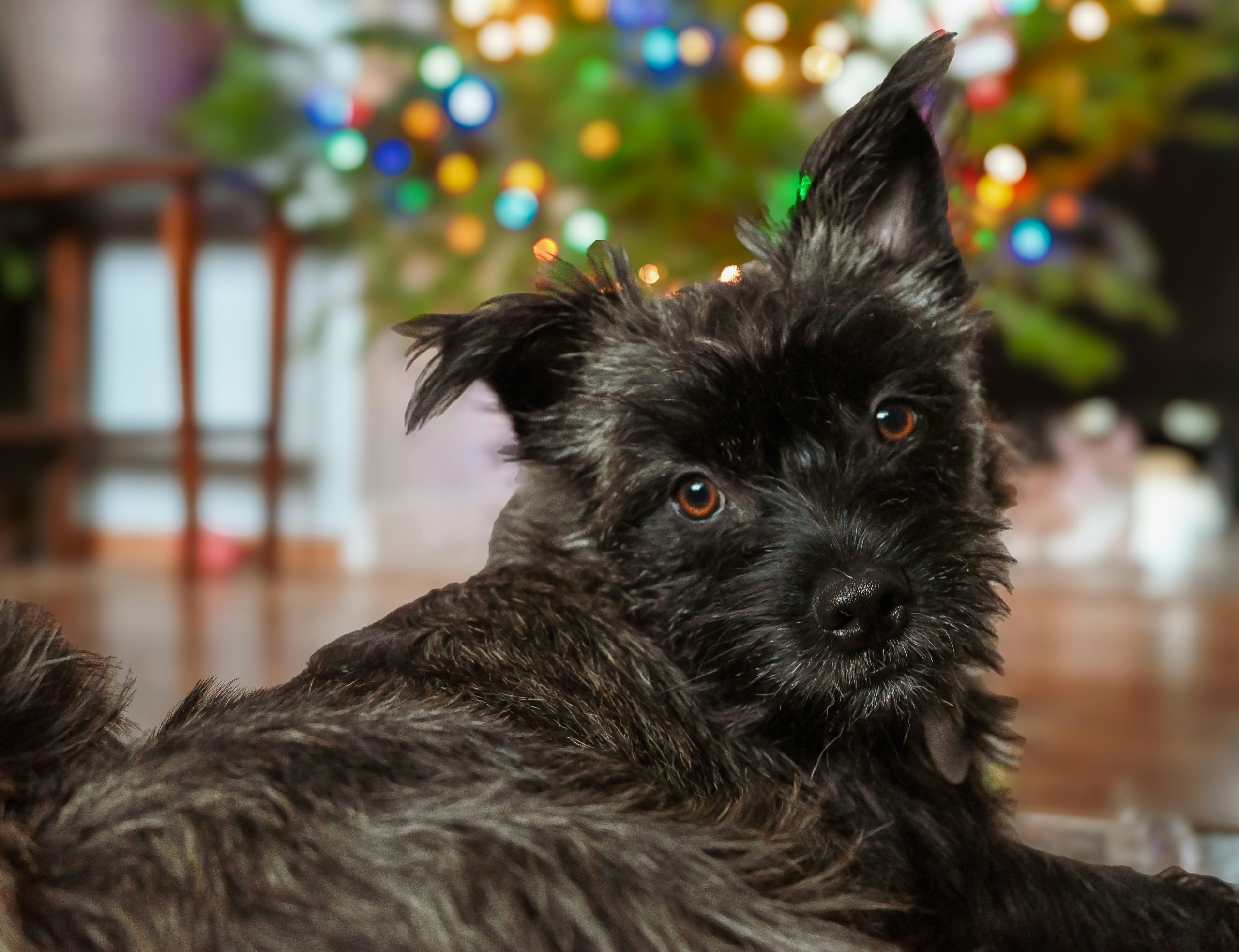 Online Vet Temecula CA