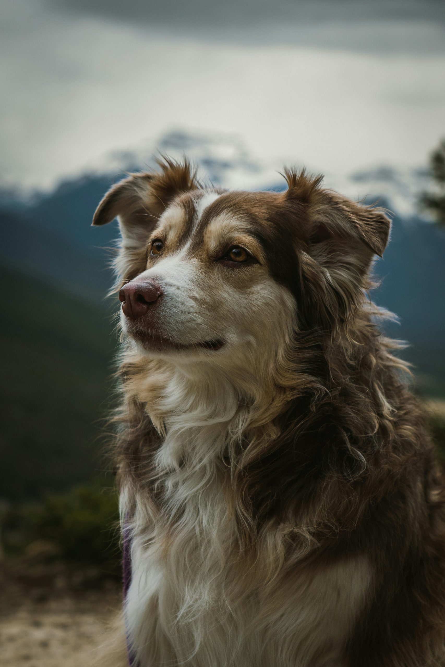 Online Vet Temecula CA