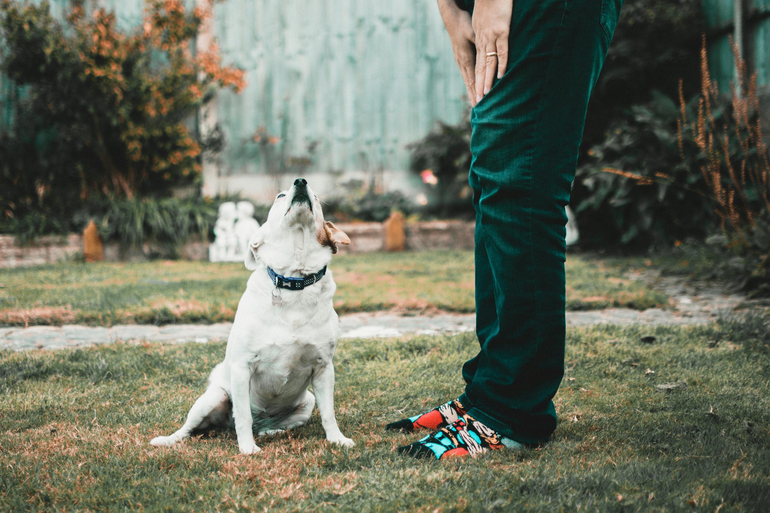 Online Vet Tyler TX