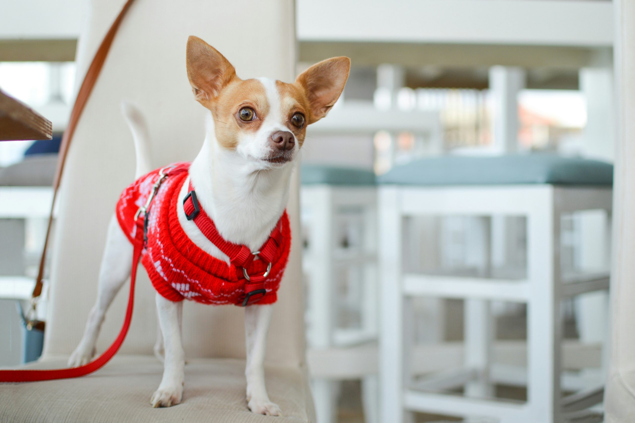 Online Vet Vacaville CA