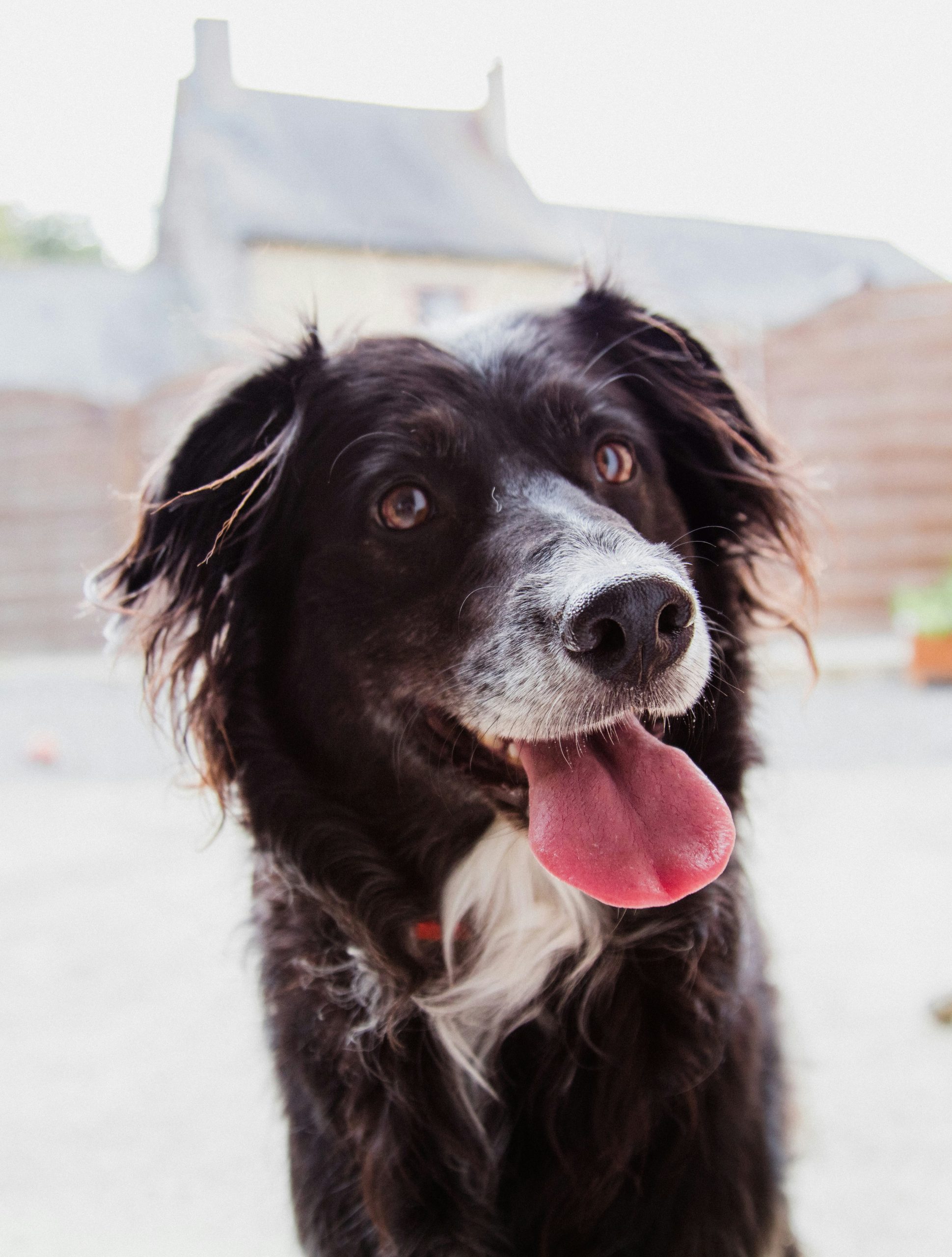 Online Vet Vacaville CA