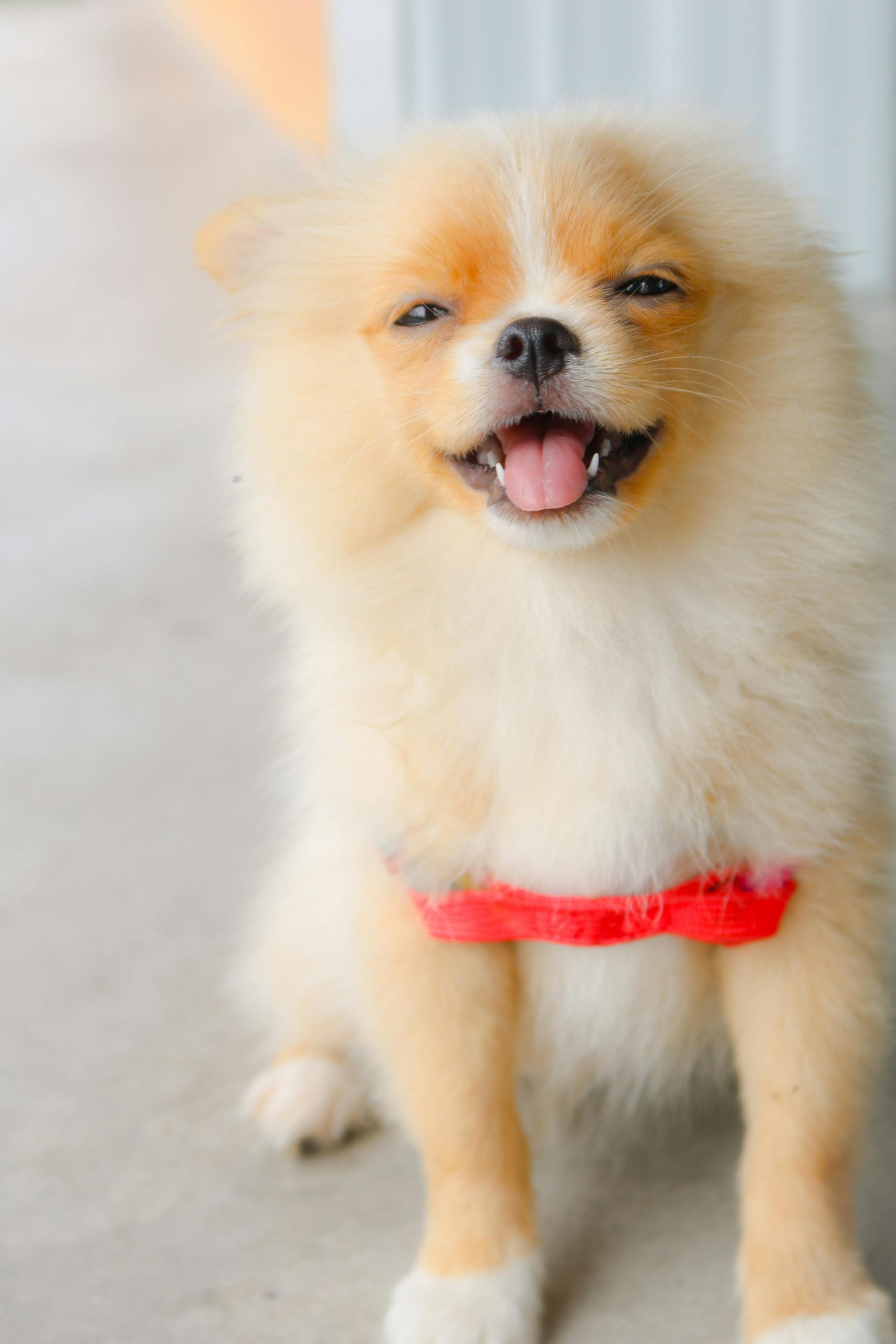 Online Vet Ventura CA