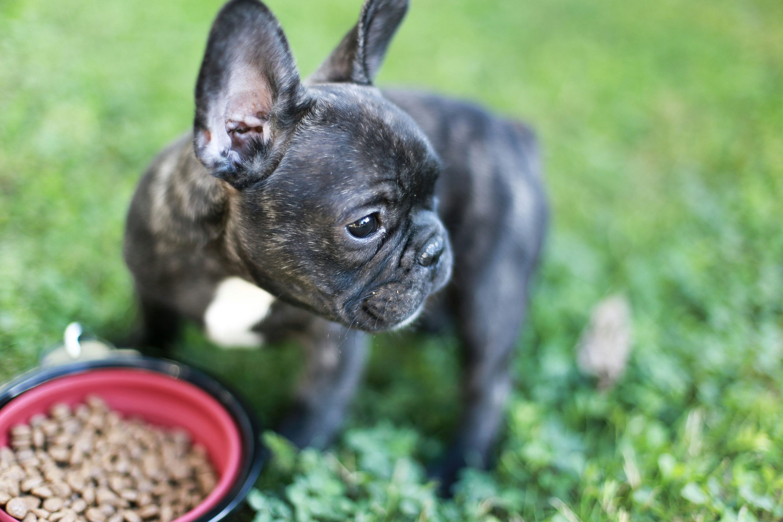 Online Vet Ventura CA