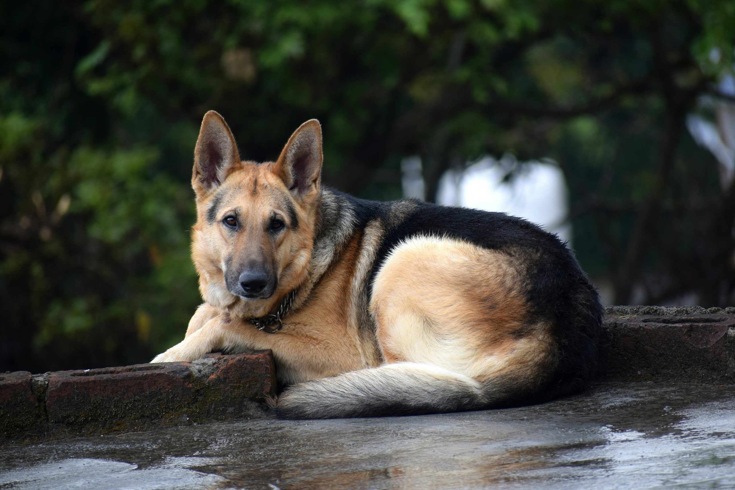 Online Vet Waterbury CT
