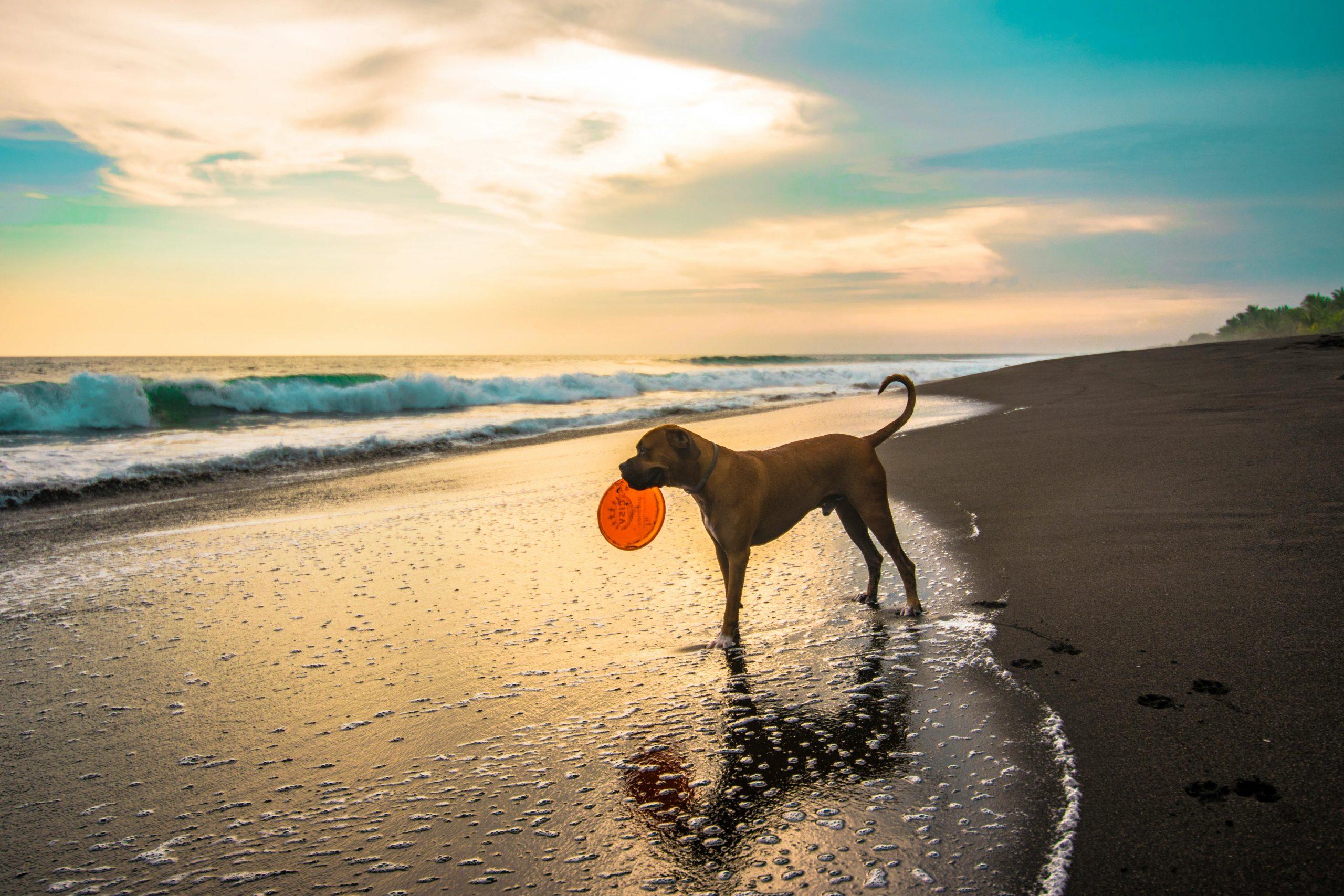 Online Vet Waterbury CT