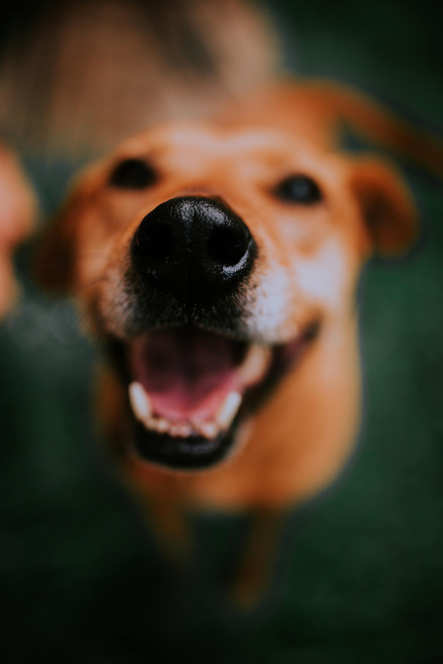 Online Vet Waterbury CT