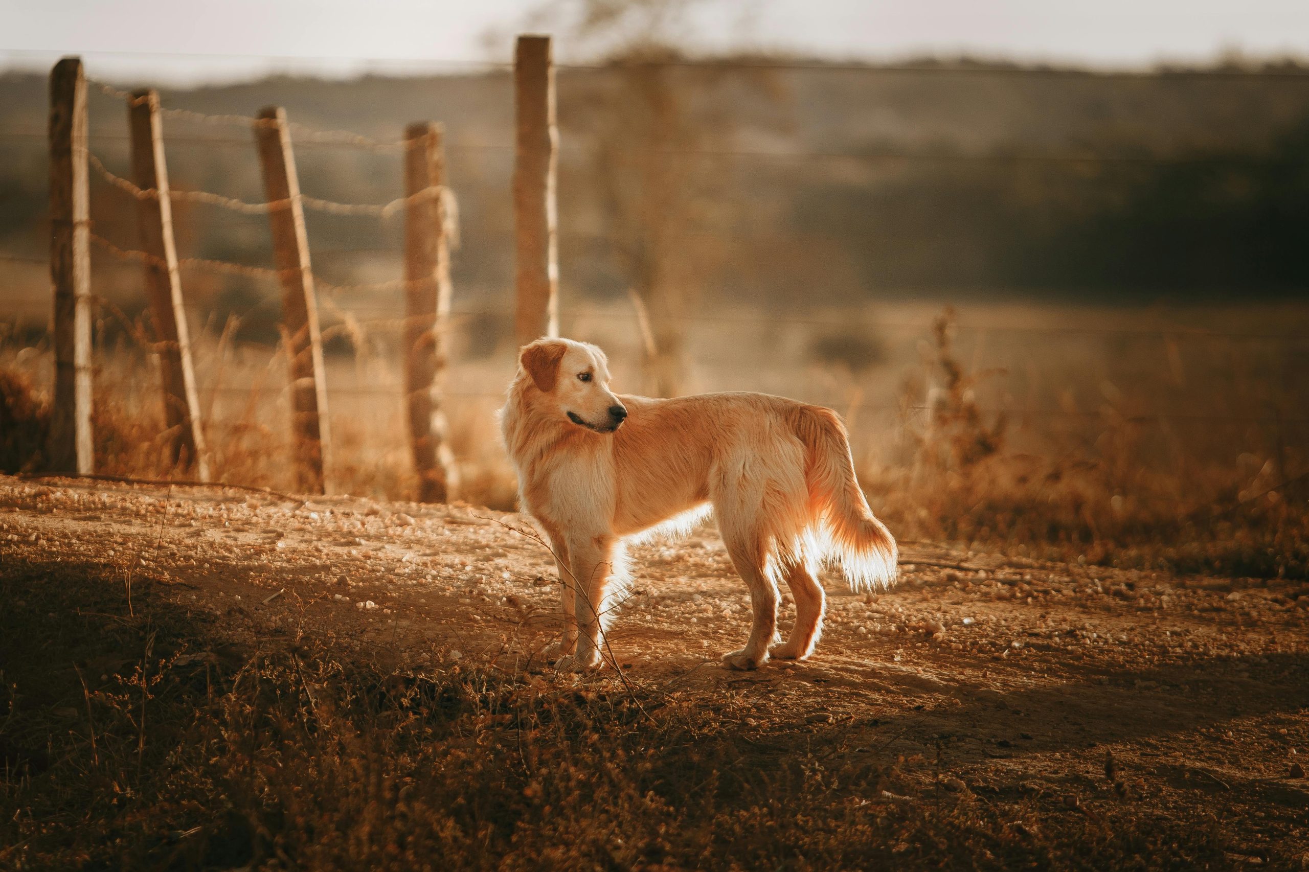 Online Vet West Covina CA