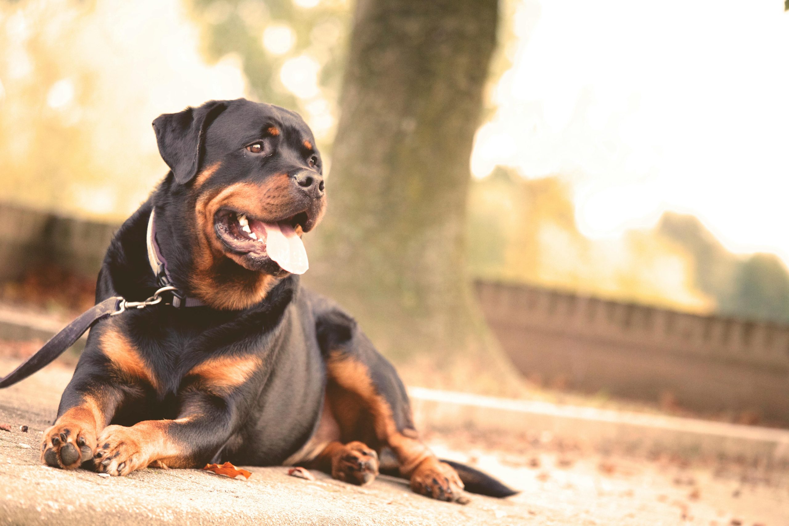Online Vet West Jordan UT