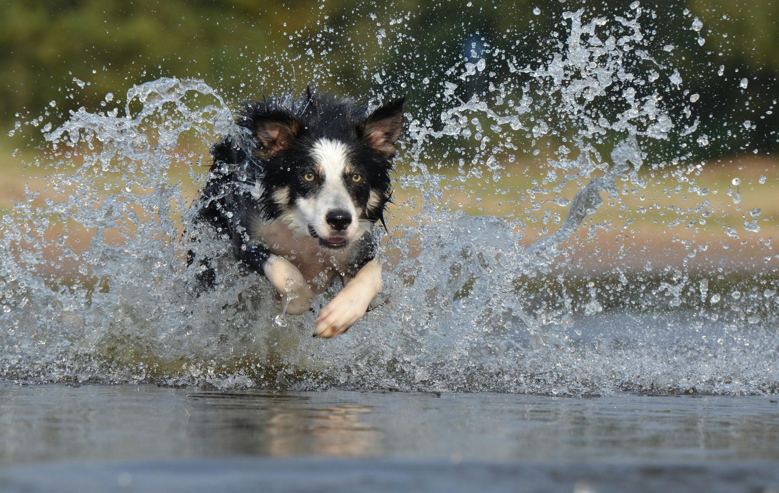 Online Vet West Palm Beach FL