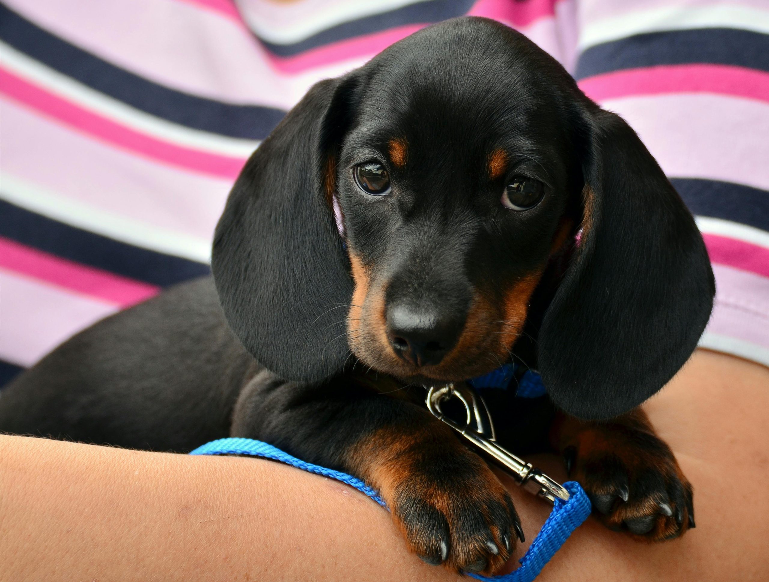 Online Vet Westminster CO