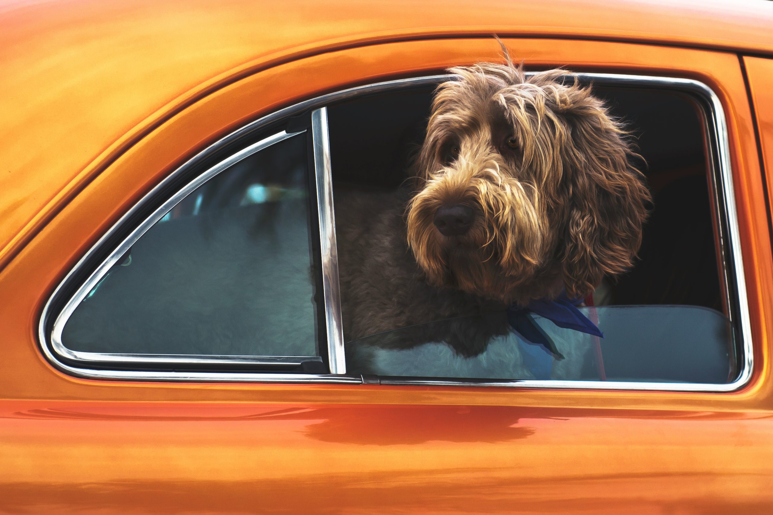 Online Vet Wichita Falls TX