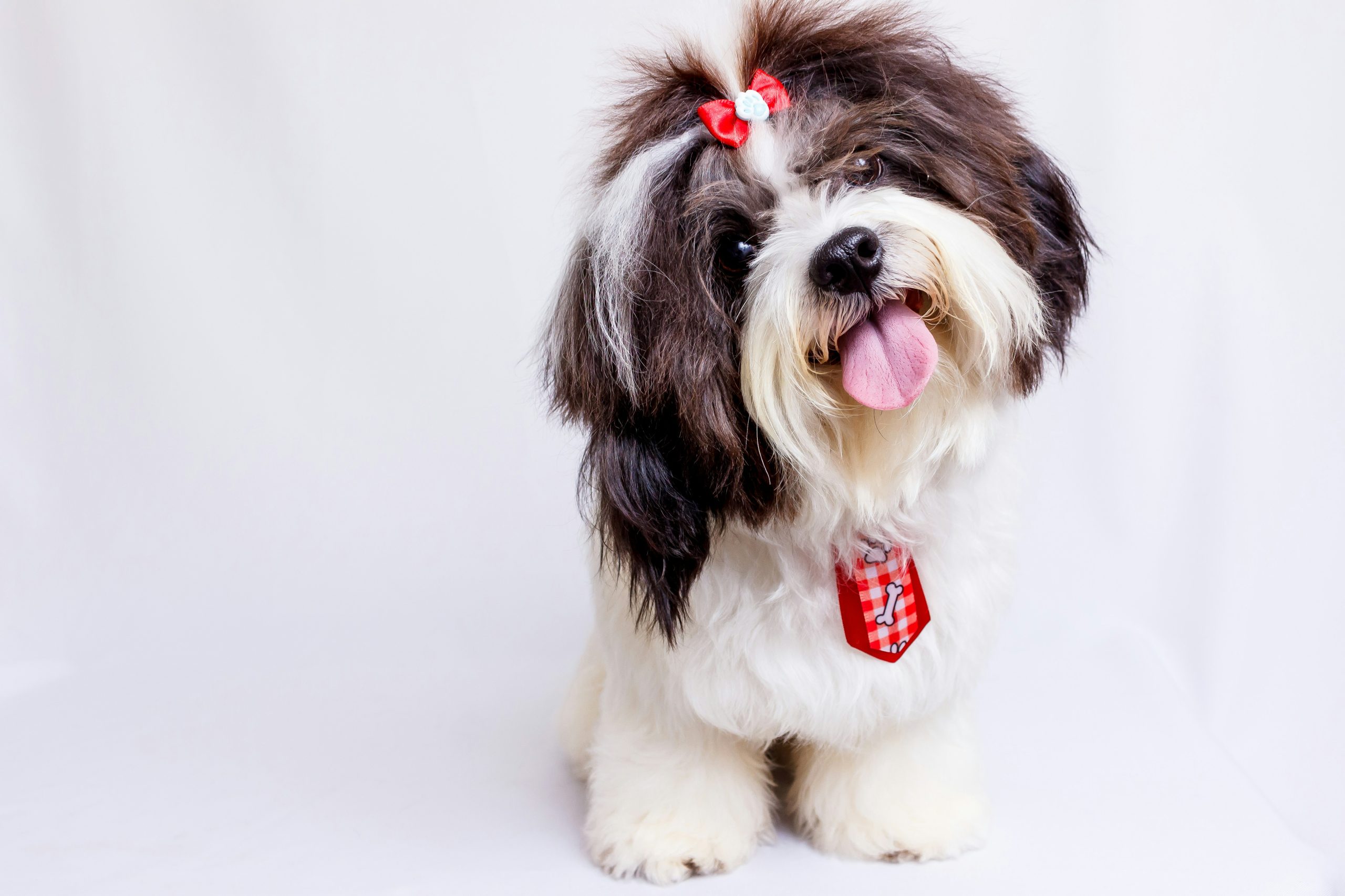 Online Vet Woodbridge NJ