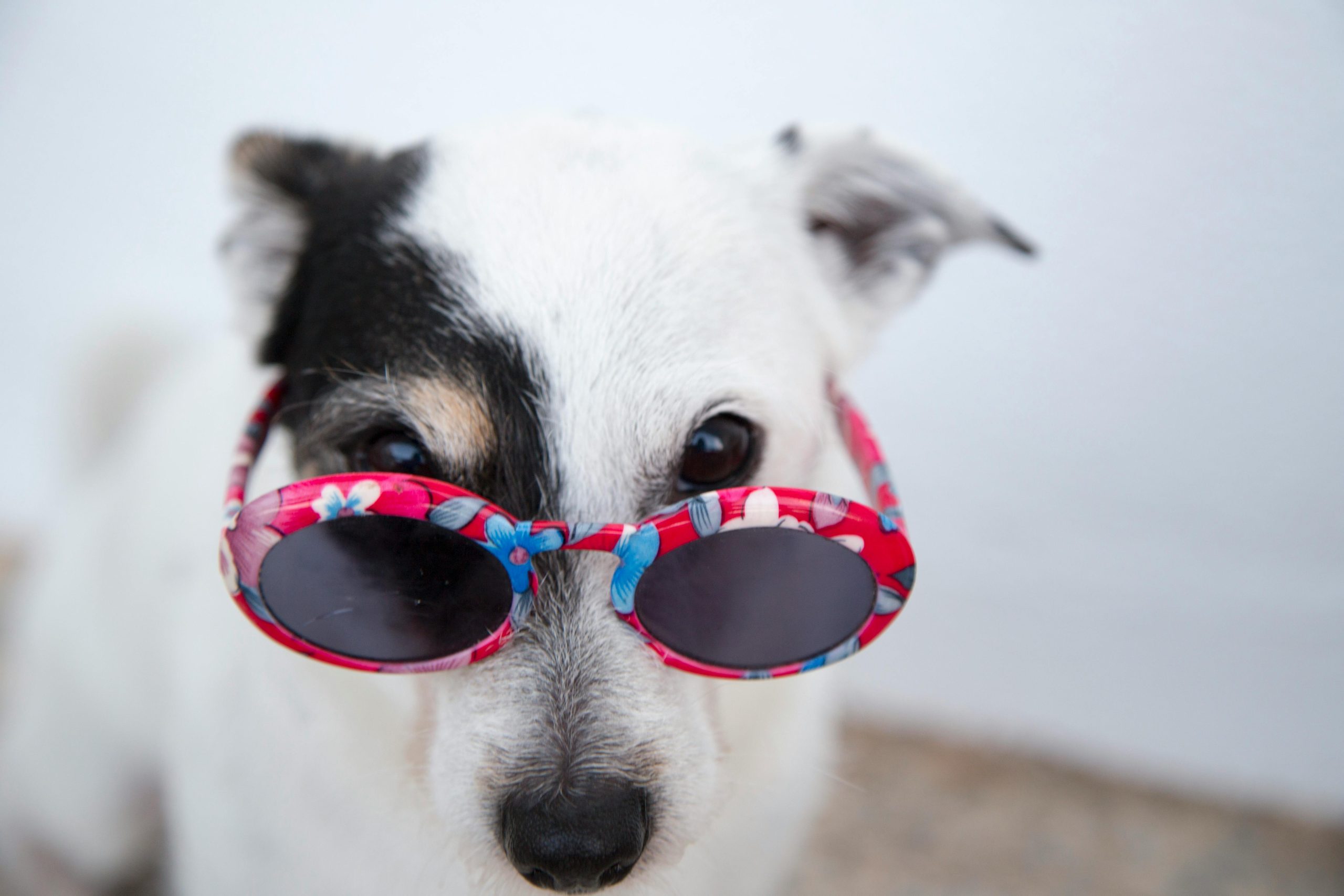 Online Vet in Broken Arrow OK