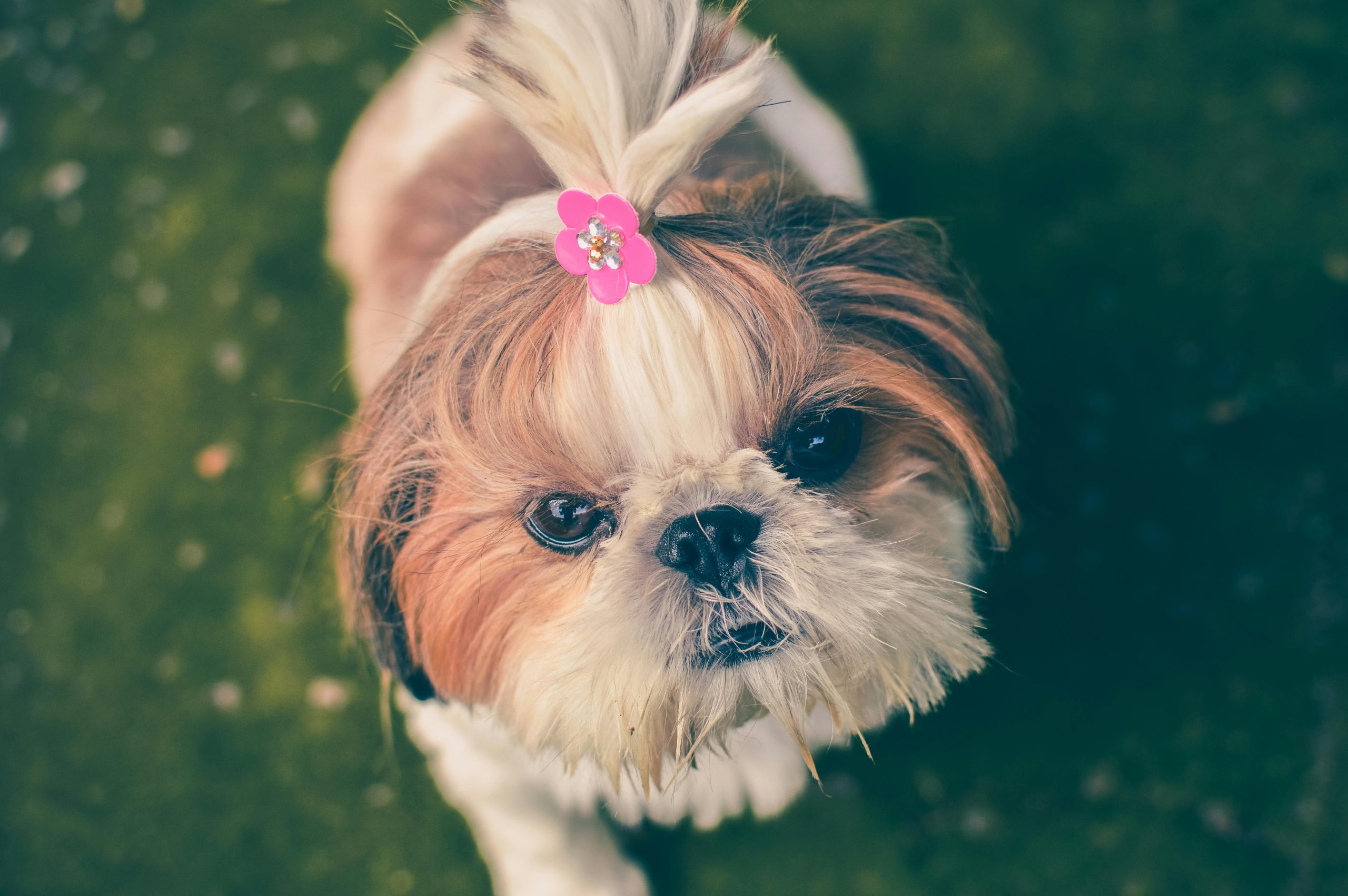 Online Vet Edison NJ