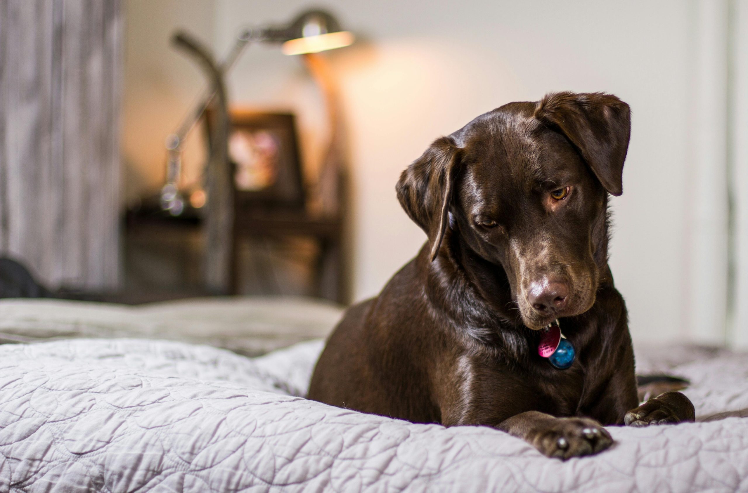 Online Vet Edison NJ